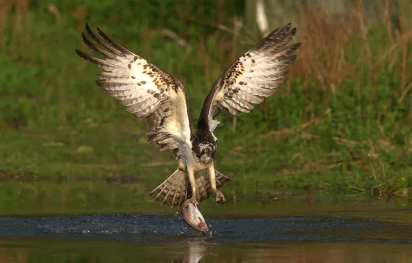 Picture water, squirt, bird, fish, hunting, osprey