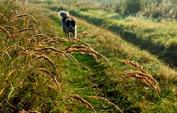 Summer, landscape, morning