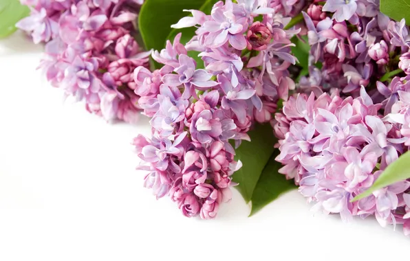 Flowers, spring, flowers, lilac, spring, lilac