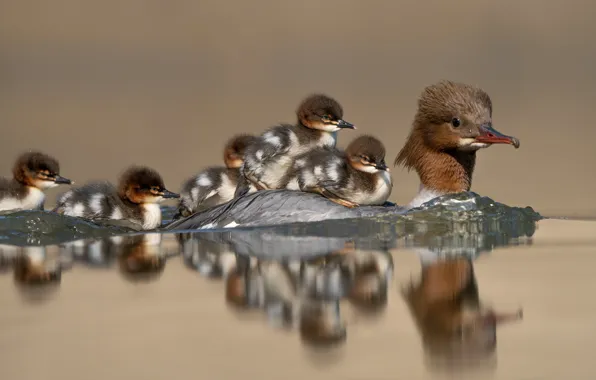 Water, birds, reflection, ducklings, duck, Chicks, Common merganser