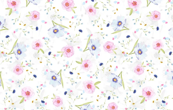 Picture background, petals, flowers, Daisy