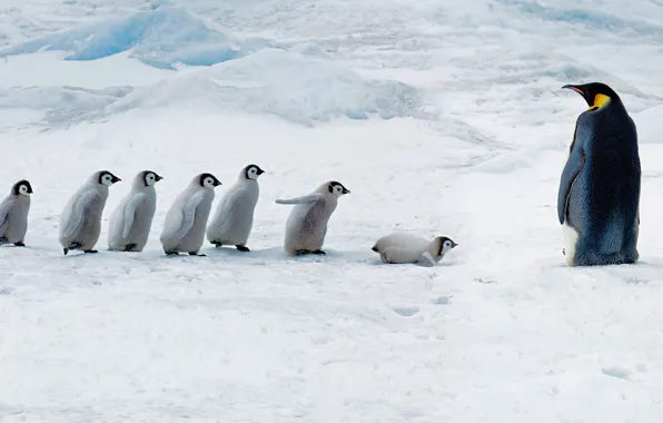 Picture Chicks, Antarctica, Emperor penguin, Snow Hill Island