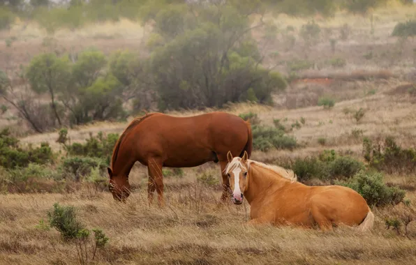 Picture nature, horse, horse, two, pair