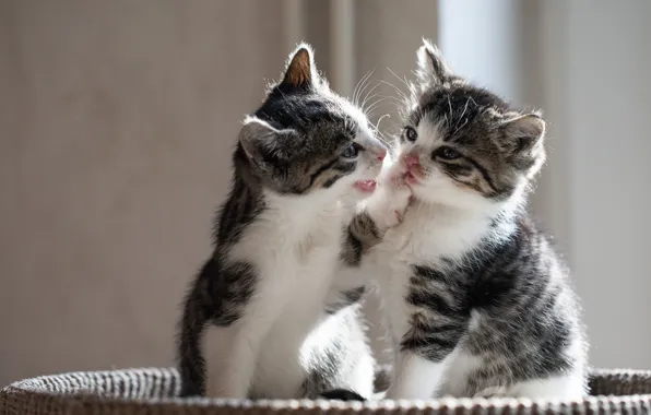 Picture baby, kitty, a couple