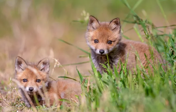 Grass, nature, two, Fox, pair, Fox, kids, a couple