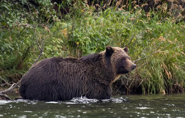 Grass, look, nature, pose, shore, bear, bathing, pond