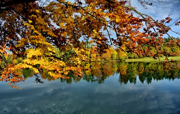 Autumn, the sky, leaves, trees, lake, branch