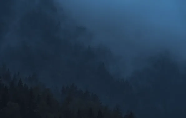 Trees, nature, fog, slope, twilight
