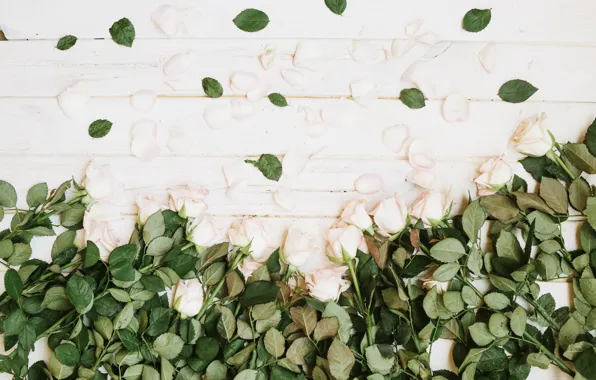 Flowers, roses, petals, buds, leaves