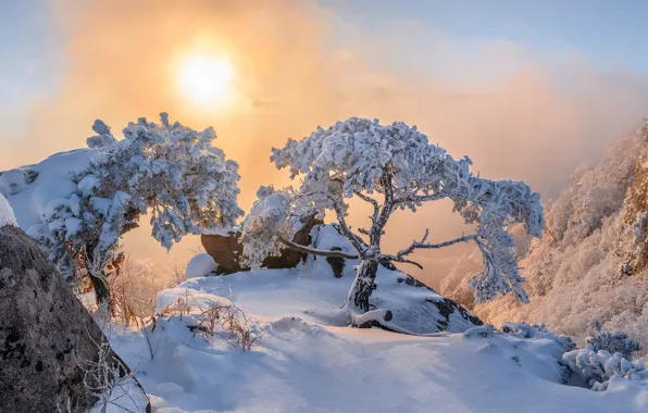 Wallpaper winter, the sun, snow, trees, rocks
