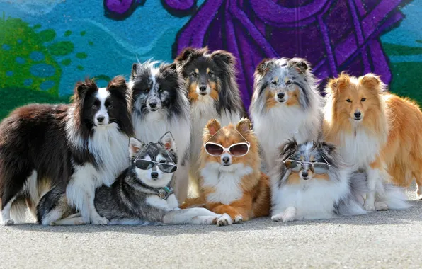 Dogs, glasses, gang