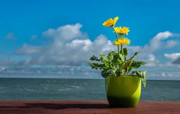 Picture sea, the sky, clouds, flowers, yellow, blue, blue, shore