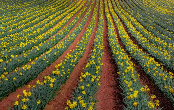 Flowers, yellow, daffodils, plantation