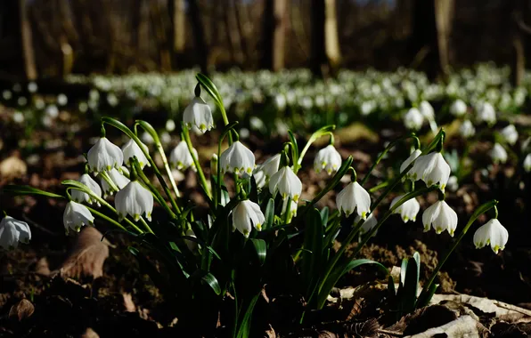 Forest, flowers, Park, the dark background, glade, spring, snowdrops, white