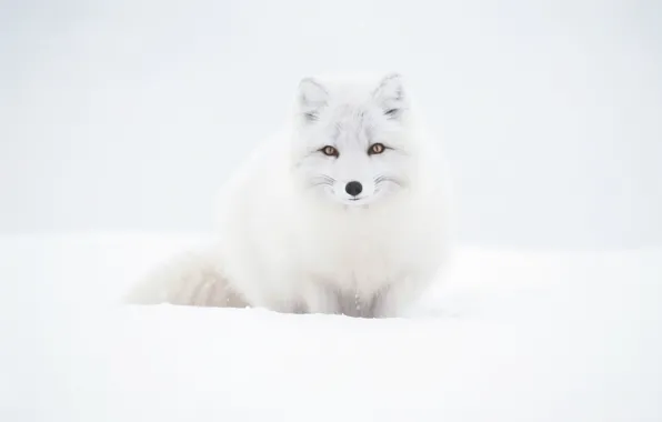 Winter, look, snow, nature, pose, the snow, white background, face
