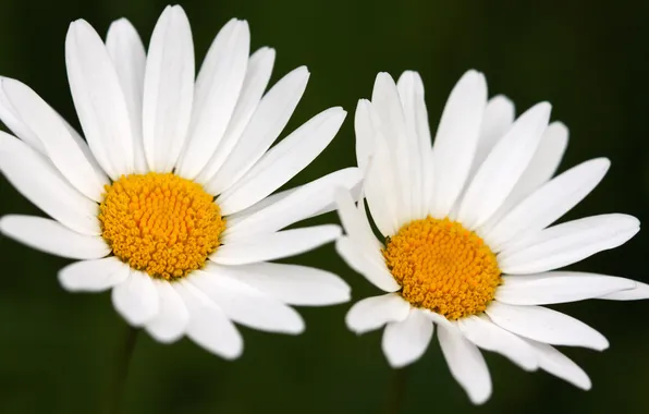 Macro, flowers, chamomile, photos, Wallpapers, beautiful Wallpapers for desktop