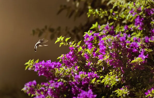 Nature, background, bird, Bush