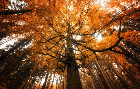 Picture autumn, forest, trees, nature
