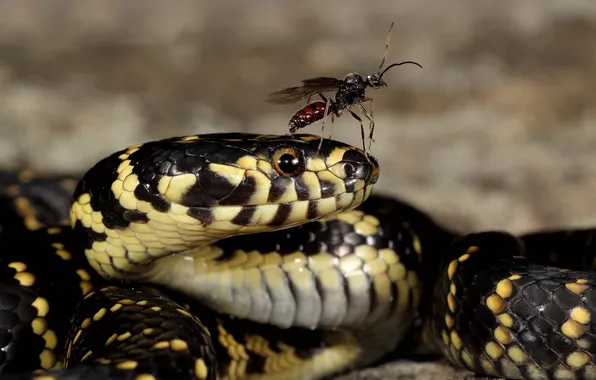 Look, face, snake, snakes, insect, bokeh, spotted, skid