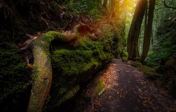Road, greens, forest, rays, trees, branches, Park, stones
