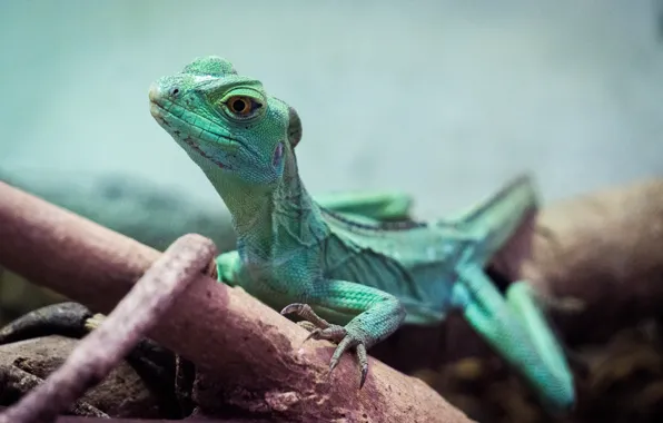 Green, nature, park, animal, safari, lizard, reptile, malaysia