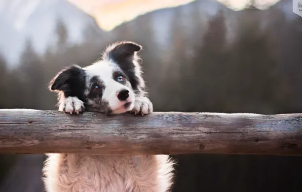 Fluffy, cute, log, dog