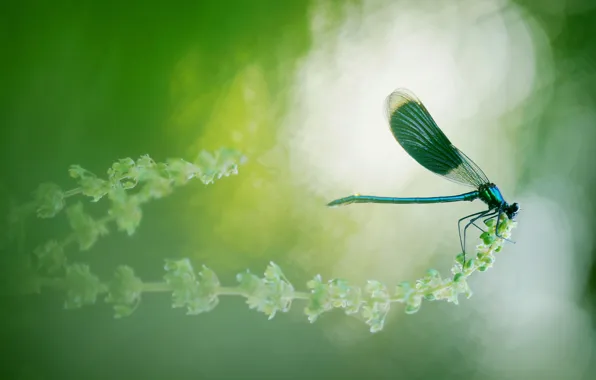 Picture macro, plant, dragonfly, bokeh, Wallpaper from lolita777