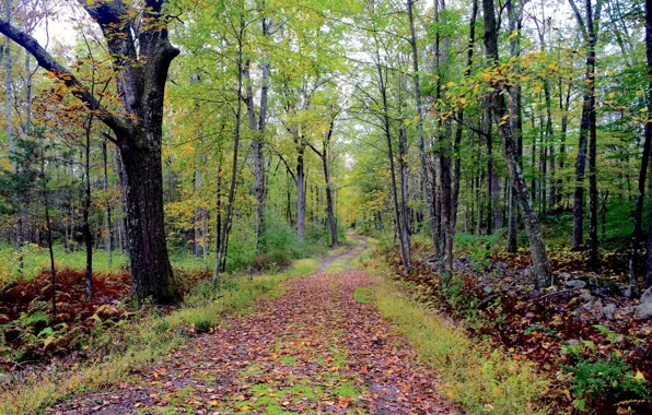 Picture autumn, forest, leaves, trees, path
