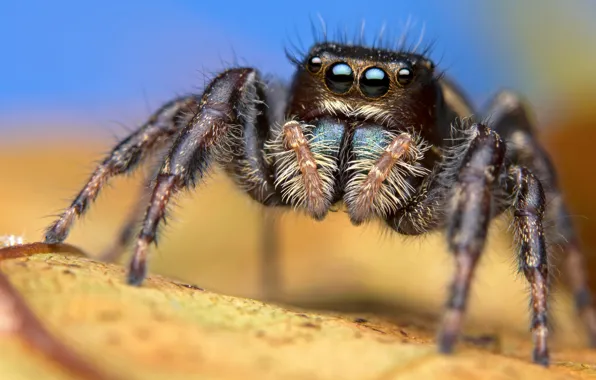 Picture macro, background, blue, spider, blur, jumper, spider, the Hoppy
