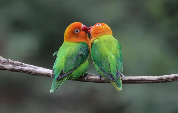Birds, kiss, pair, parrots