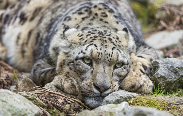 Picture cat, look, stones, IRBIS, snow leopard, ©Tambako The Jaguar