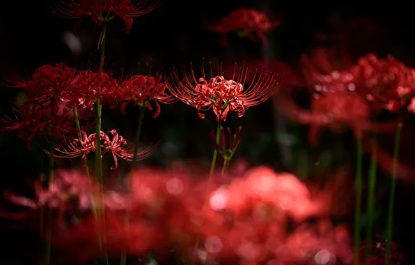 Light, flowers, the dark background, stems, petals, red, bokeh, he lost his parents,