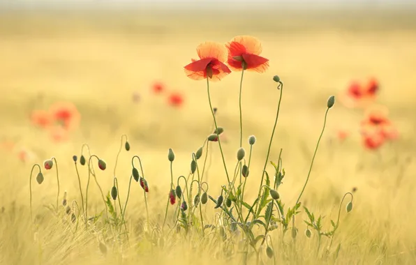 Field, flowers, background, Maki, meadow, red, ears, Duo