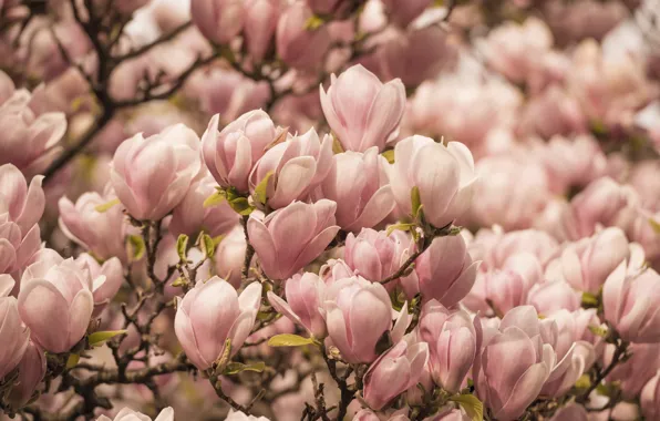 Flowers, branches, spring, pink, buds, flowering, a lot, Magnolia