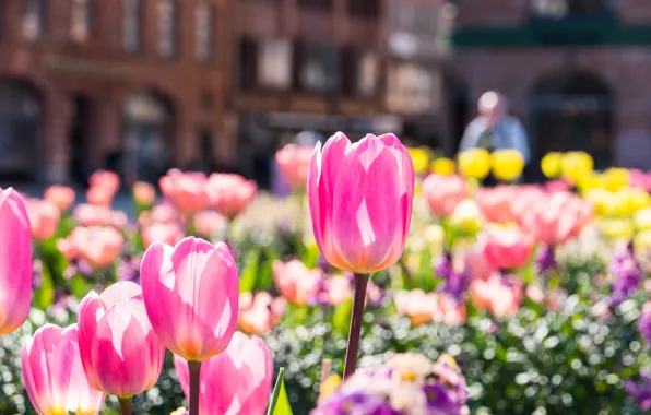 Light, flowers, the city, the building, spring, tulips, pink, buds