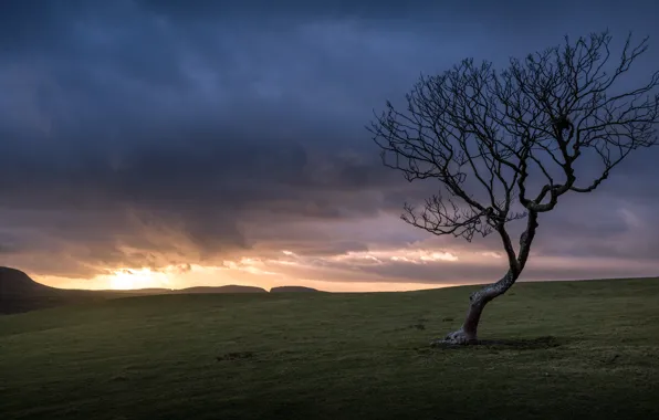 Picture field, trees, morning