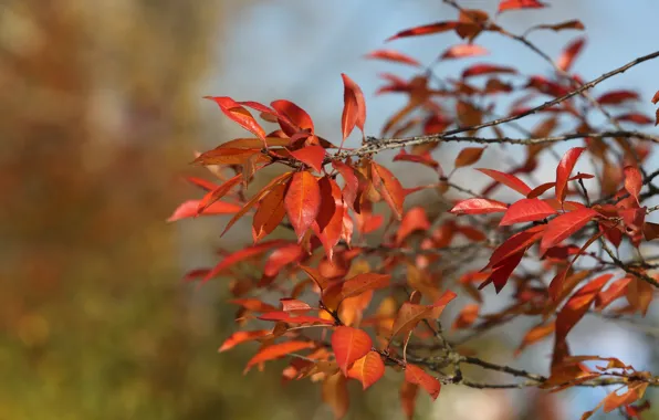 The sun, cherry, Shine, color