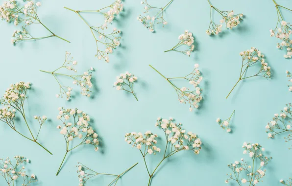 Picture flowers, background, white, white, flowers, spring, floral