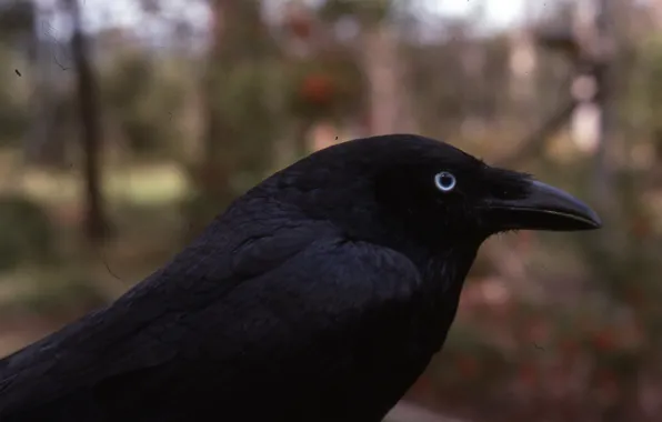 Picture animals, birds, Raven, torresian crow