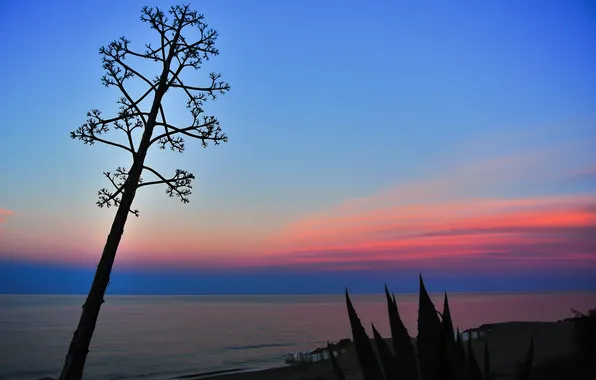 Picture sea, the sky, clouds, plant, silhouette, glow