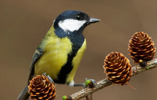 Picture nature, branch, bird, bumps, tit