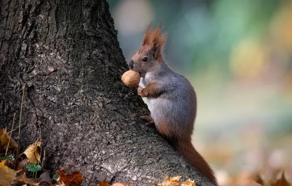 Autumn, look, leaves, nature, pose, tree, walnut, protein