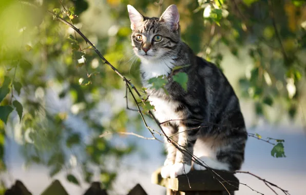 Picture cat, leaves, light, branches, kitty, sitting