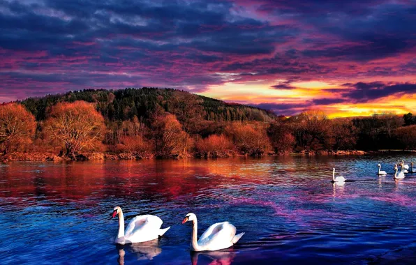 Picture the sky, shore, swans, pond