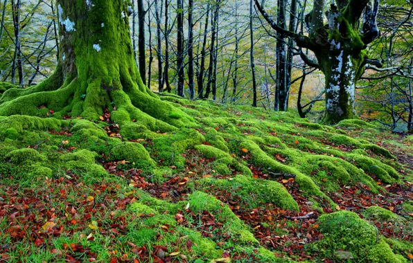 Picture autumn, forest, trees, roots, moss