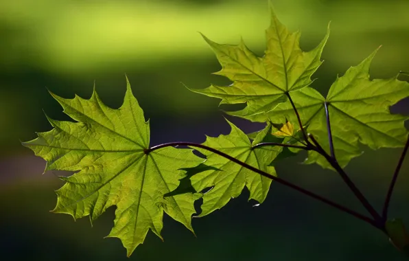 Nature, Tree, Leaves, Branch, Maple