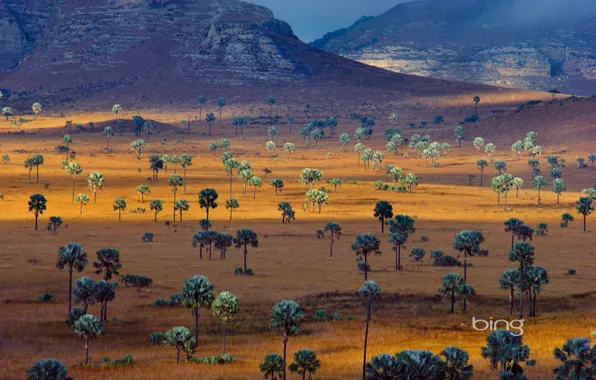 Landscape, mountains, palm trees, Savannah, Madagascar