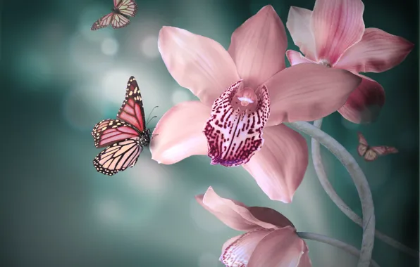Picture butterfly, flowers, background, pink, Orchid