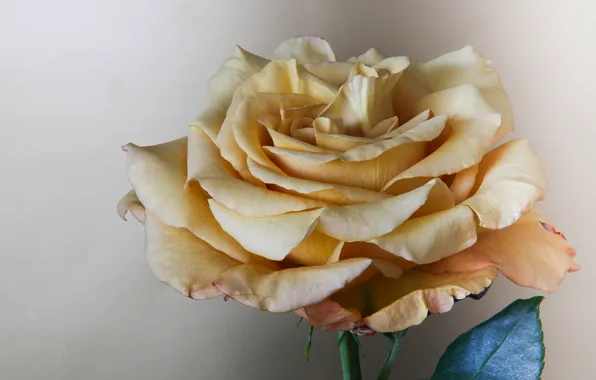 Picture roses, petals, buds