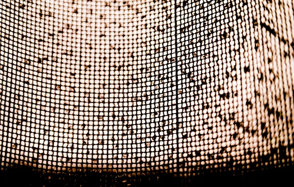 Light, Grid, Macro, Window, Texture, Curtain